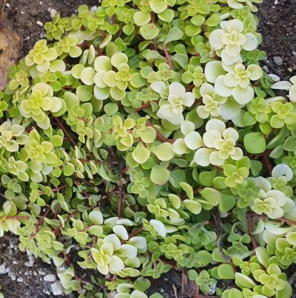 Sedum Makino Ogon | Golden Japanese Stonecrop Carousel 1