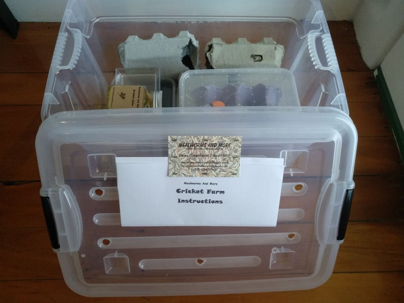 Complete Cricket Farm Breed your own feeder Crickets Carousel 2