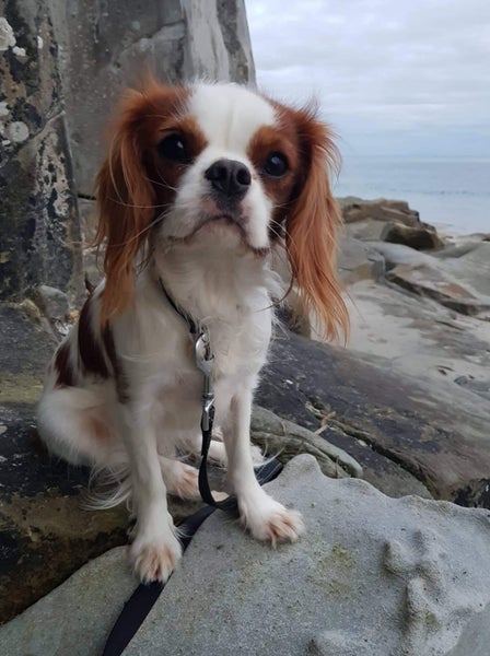 Prince Charles Cavalier Spaniel Carousel 2