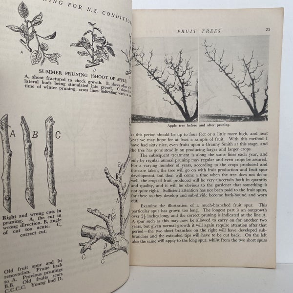 PRUNING for New Zealand Conditions by E. O. Petersen 1955 Carousel 5