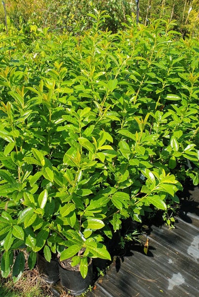 Prunus laurocerasus, Cherry Laurel - 3.5ltr Carousel 1