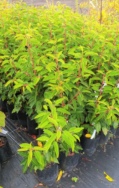 Portuguese Laurel Great Hedge!!!!!! Carousel 2