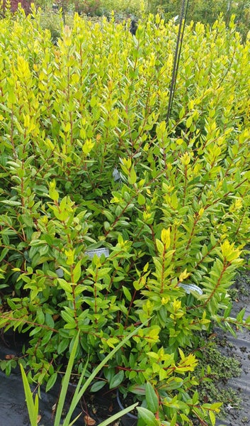 NZ Christmas tree. Metrosideros excelsa Carousel 2