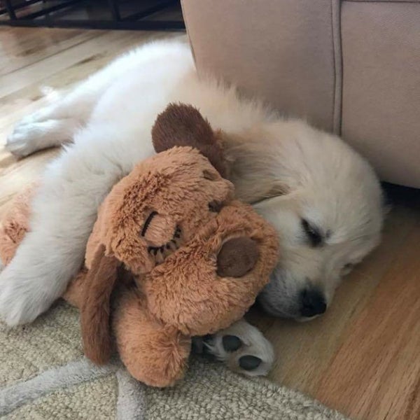 SNUGGLE PUPPY - BROWN & WHITE Carousel 2