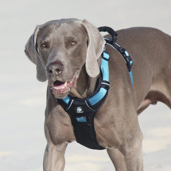 HUSKIMO DOG HARNESS ULTIMATE BELLS BEACH (LIGHT BLUE) XLARGE Carousel 2