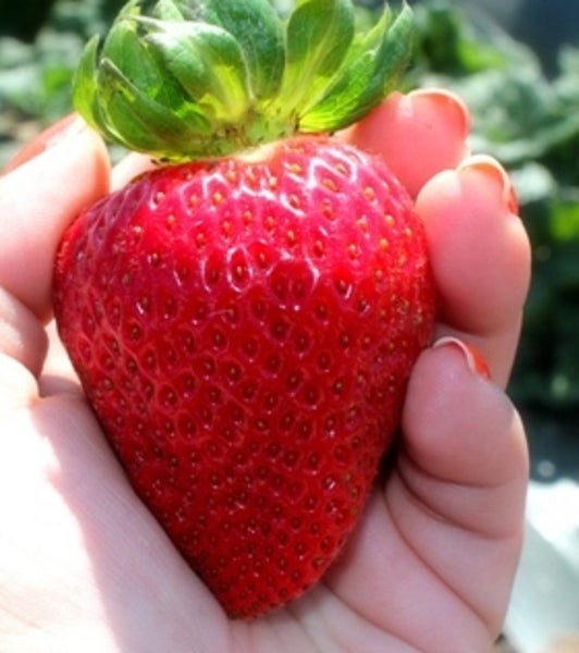 Strawberry Monterey giant berries from October to late summer Carousel 1