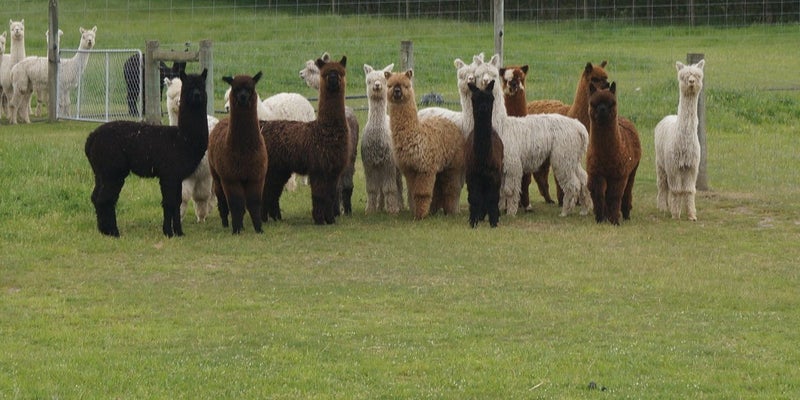 Paddock Munching Alpacas Carousel 1