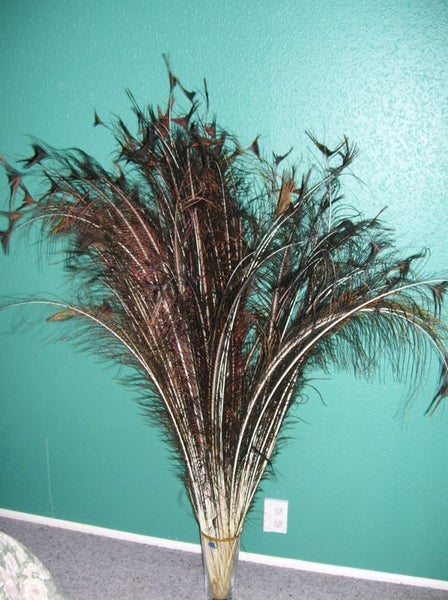 Feathergirl: Complete Peacock Tail $1 Reserve63003354664451112