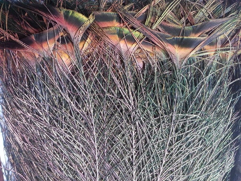 Feathergirl: Complete Peacock Tail $1 Reserve63003354664451114
