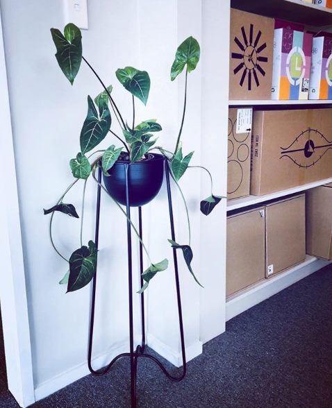 Tall Plant Stand with Black Pot Carousel 1