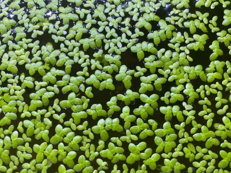 Duckweeds Carousel 1