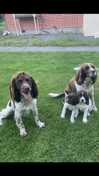 English Springer Spaniel Registered Stud Dog Carousel 2