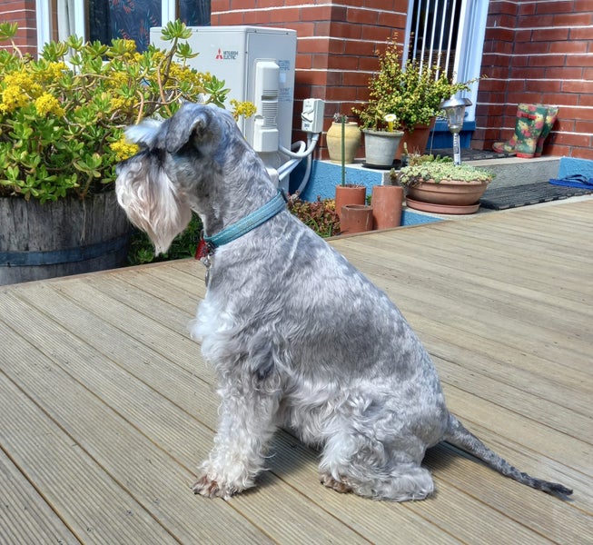 how long is a miniature schnauzer pregnant