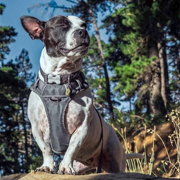 Red Dingo Padded Dog Harness Cool Grey Small Carousel 5