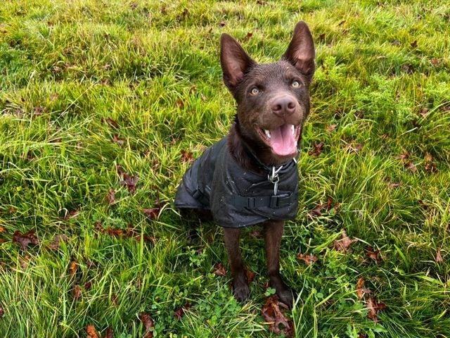 Outback Trading Clancy Oilskin Dog Coat - Sizes XS to 3XL Carousel 1