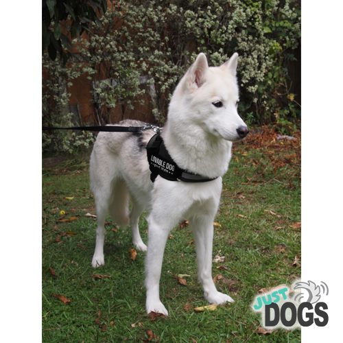 ARMY STYLE HARNESS Carousel 1