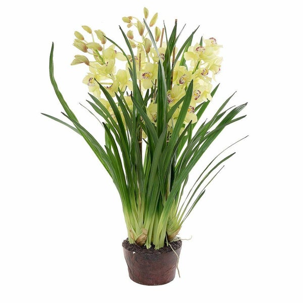 Cymbidium Giant Paper Pot Carousel 1
