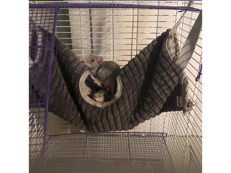 Multipurpose Small Pet Cage Hammock Glider Tube Bed Hanging Rat House Cage Carousel 2