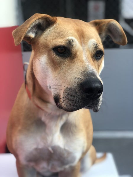 Jazz- DOGWATCH dog rescue & rehoming Carousel 3