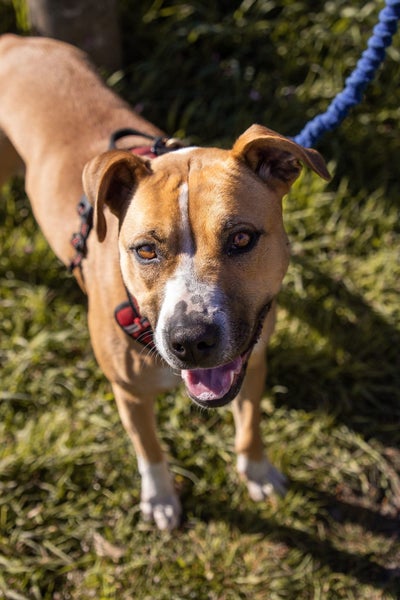 Latte- DOGWATCH dog rescue & rehoming Carousel 2