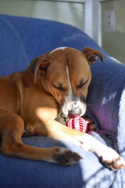 Latte- DOGWATCH dog rescue & rehoming Carousel 4