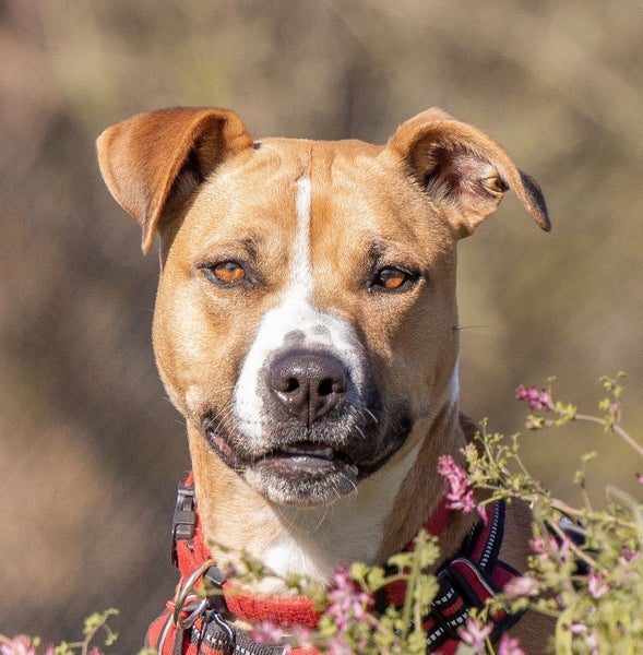Latte- DOGWATCH dog rescue & rehoming Carousel 1