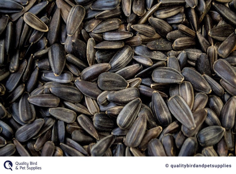 Black Sunflower Seeds - Topflite Carousel 1