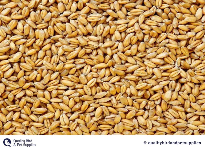 Wheat Carousel 1