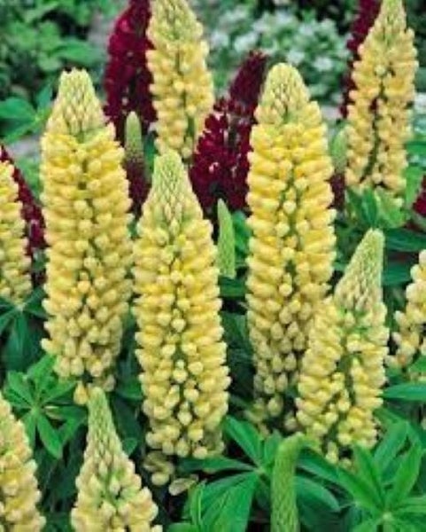 Lupin Polyphyllus Chandelier seeds Carousel 1