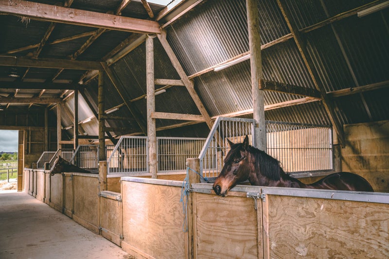 HORSE LIVERY- CLEVEDON EQUESTRIAN Carousel 1