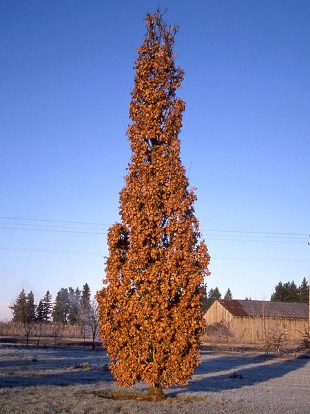 Quercus robur v. fastigiata - Columnar English Oak Carousel 1