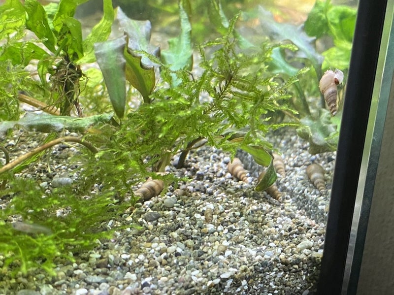 20x Malaysian Trumpet Snails (mix sizes) Carousel 1