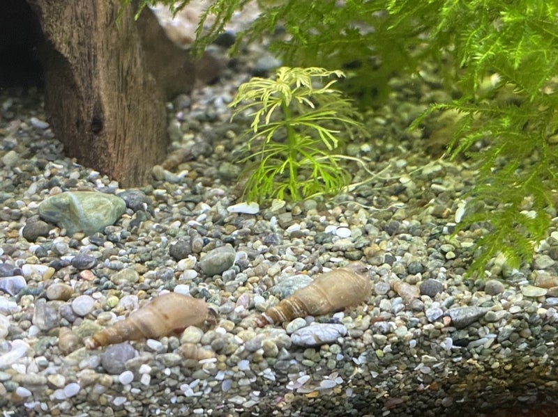 20x Malaysian Trumpet Snails (mix sizes) Carousel 2