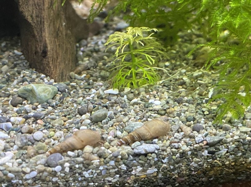 20x Malaysian Trumpet Snails (mix sizes) Carousel 3
