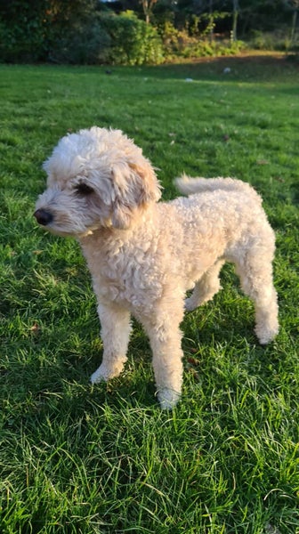 Miniature Poodle and Toy Poodle Stud Carousel 2