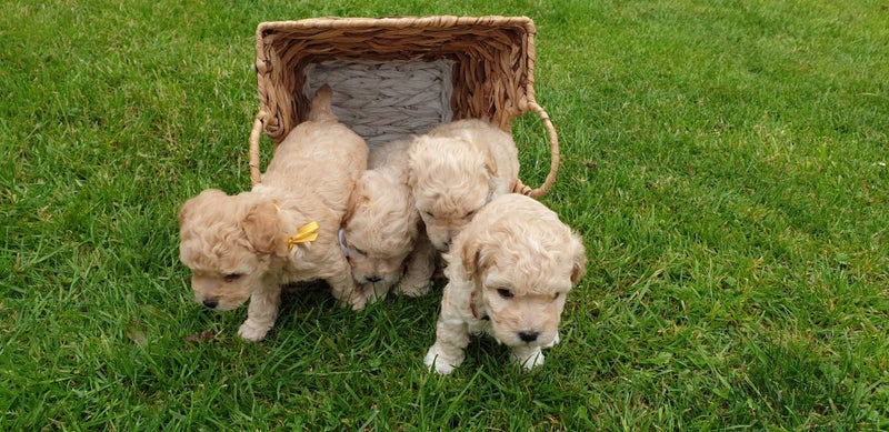 Miniature Poodle and Toy Poodle Stud Carousel 9