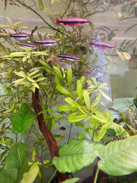Hygrophila polysperma Carousel 3
