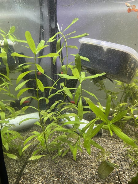 Hygrophila polysperma Carousel 2