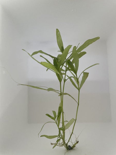 Hygrophila polysperma Carousel 1