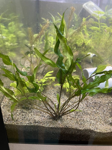 Cryptocoryne Wendtii Carousel 2