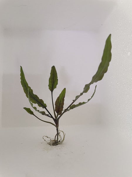 Cryptocoryne Wendtii Carousel 1
