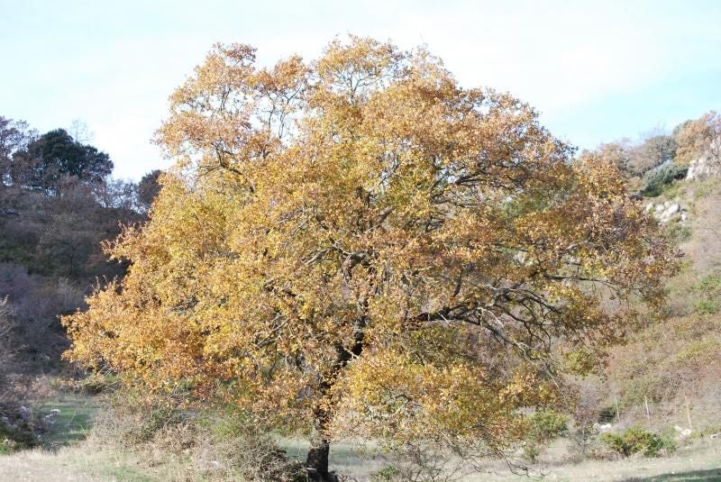 Portuguese Oak Carousel 1