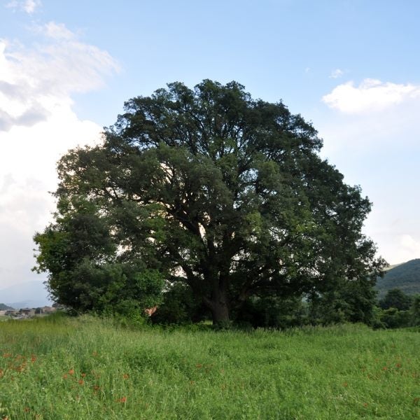 Portuguese Oak Carousel 2