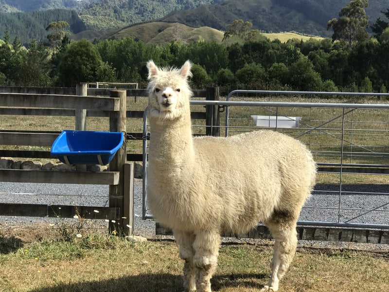 Alpaca Carousel 2