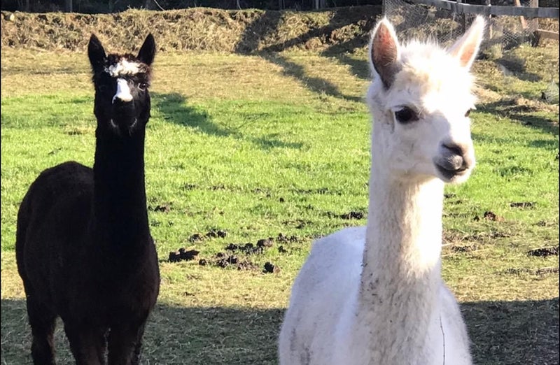 Alpaca Carousel 1