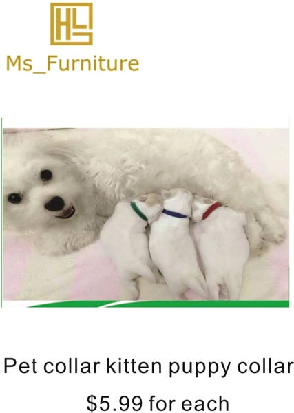 Pet collar kitten puppy collar Brand New Carousel 1