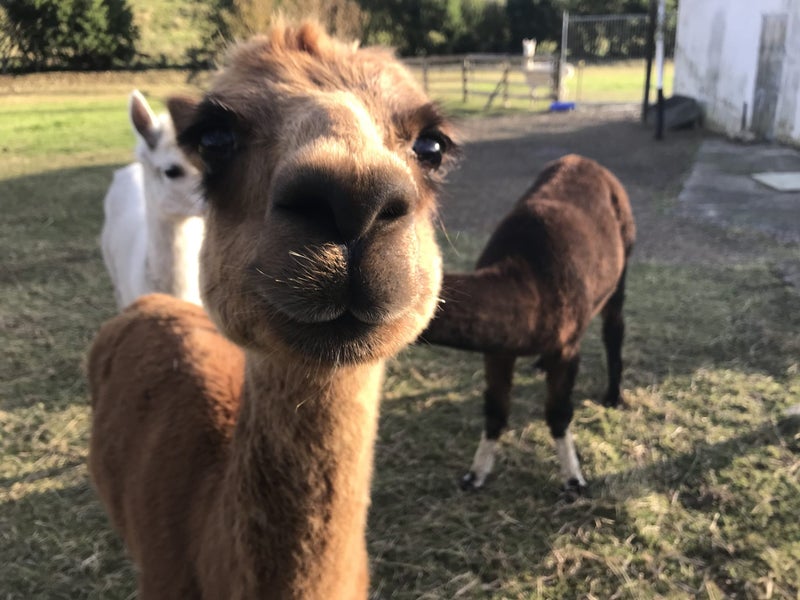 Alpaca Carousel 6