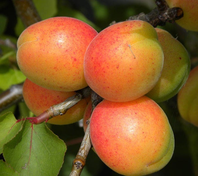 Apricot Newcastle Low Chill, For Warmer Climates Carousel 1