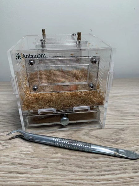 luxury small mealworm farm with 200 worm Carousel 1