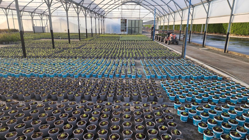 Annton Nursery Ltd Carousel 2